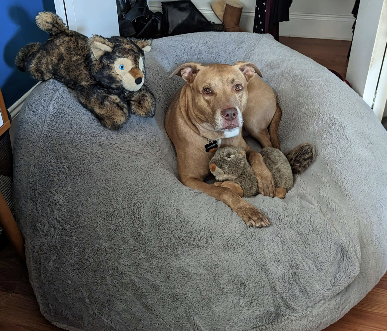 Juniper, a dog, gazes contentedly up from her giant bed, in the company of her squirrel and her husky.