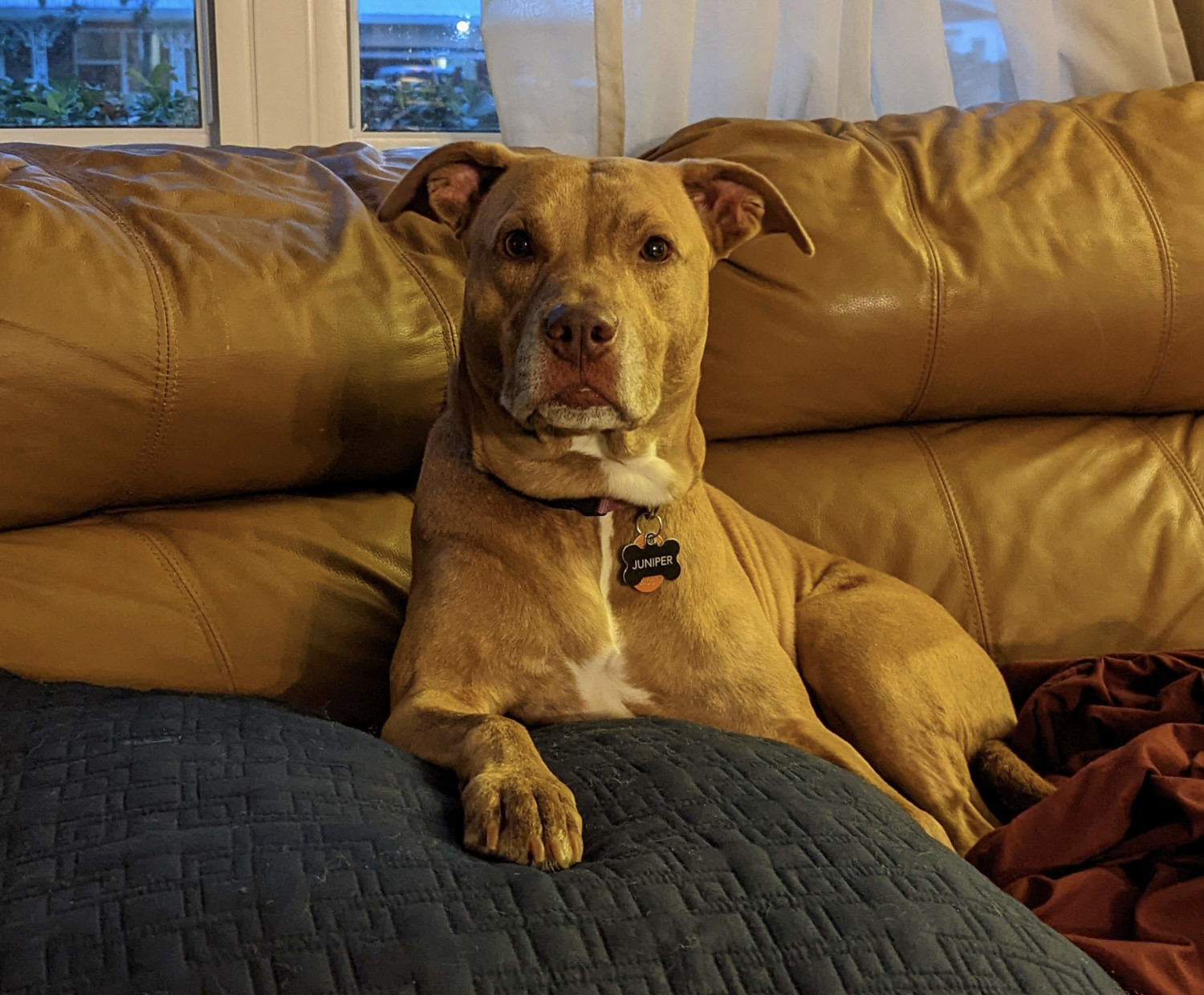 Juniper, a dog, has a single paw before her as she gazes piercingly into the camera.