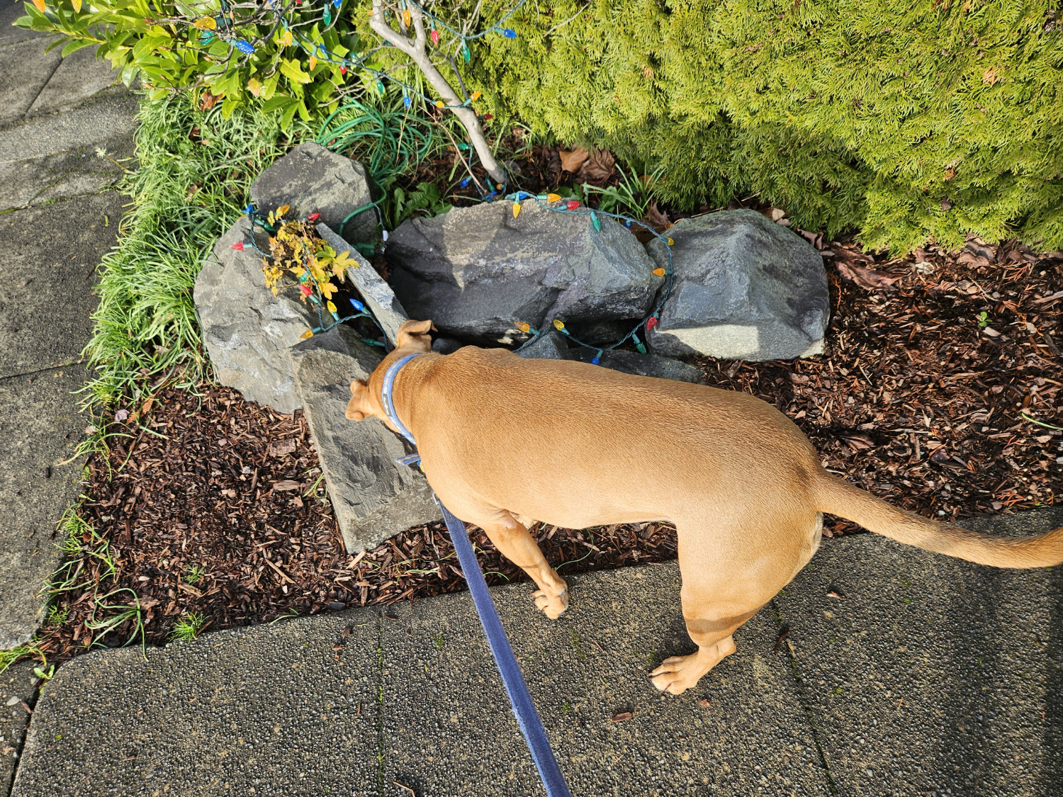 Barley, a dog, investigates a string of Xmas lights mostly just draped over some big rocks at the corner of a property.