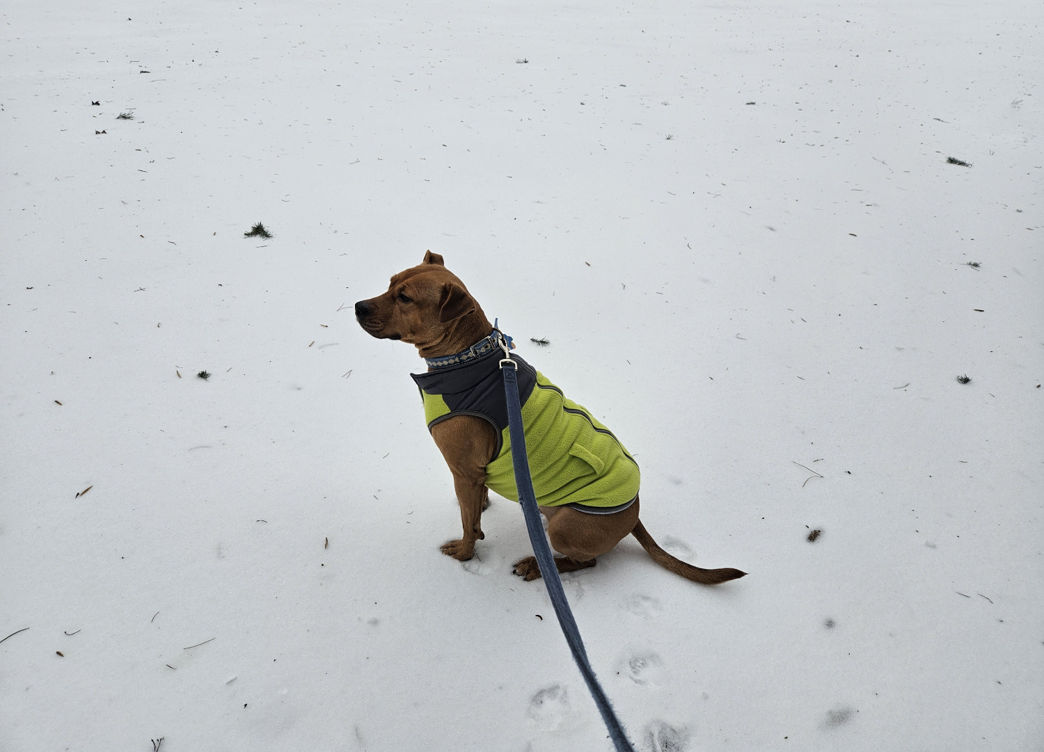 Barley, a dog, sits amid an expanse of white powdery snow, lightly peppered with pine cones and tree needles.