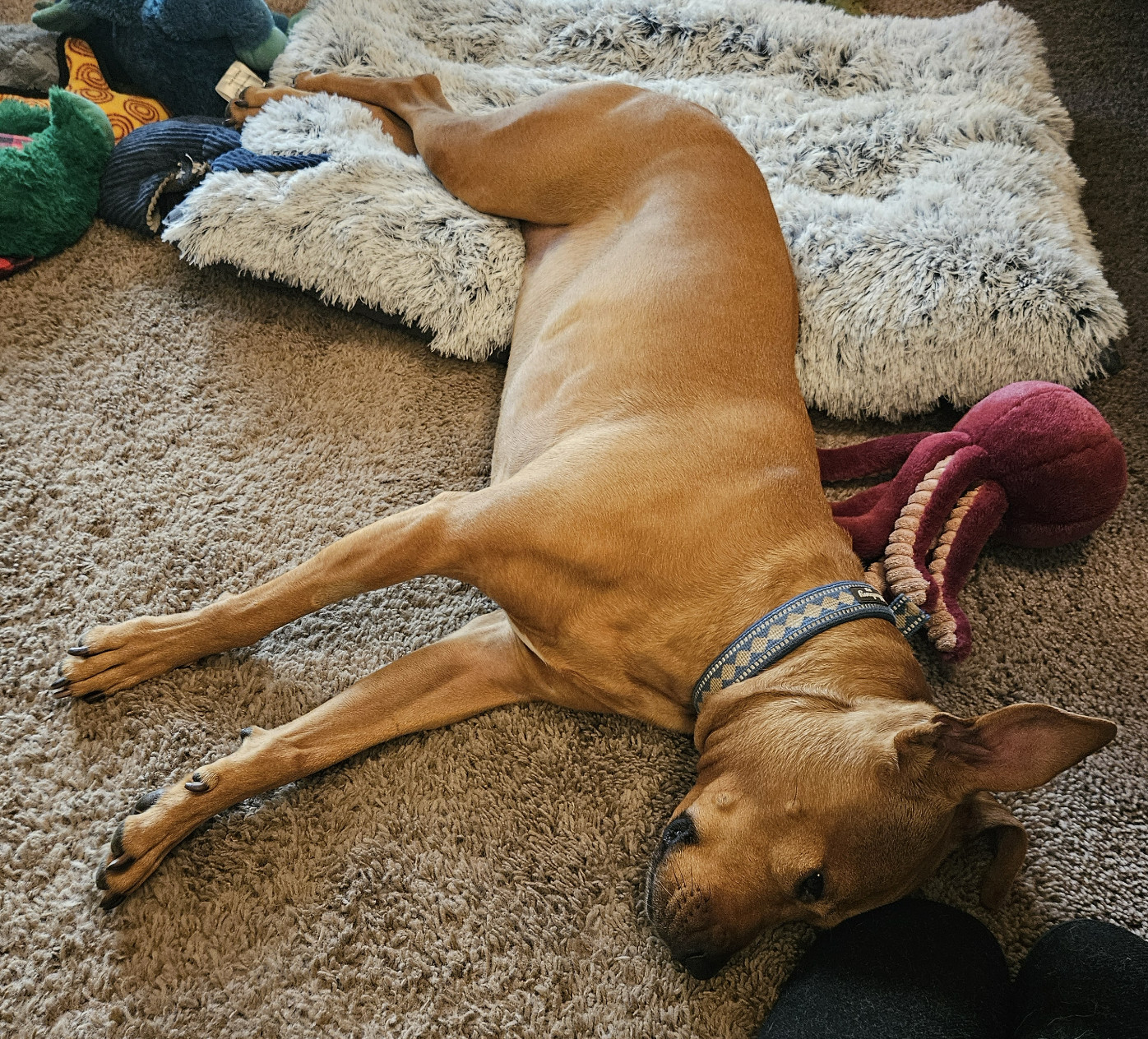 Barley, a dog, lies sprawled on her side, her hips on her dog bed, her body relaxed, but her ears flopped into an upward position, and her eyes open.