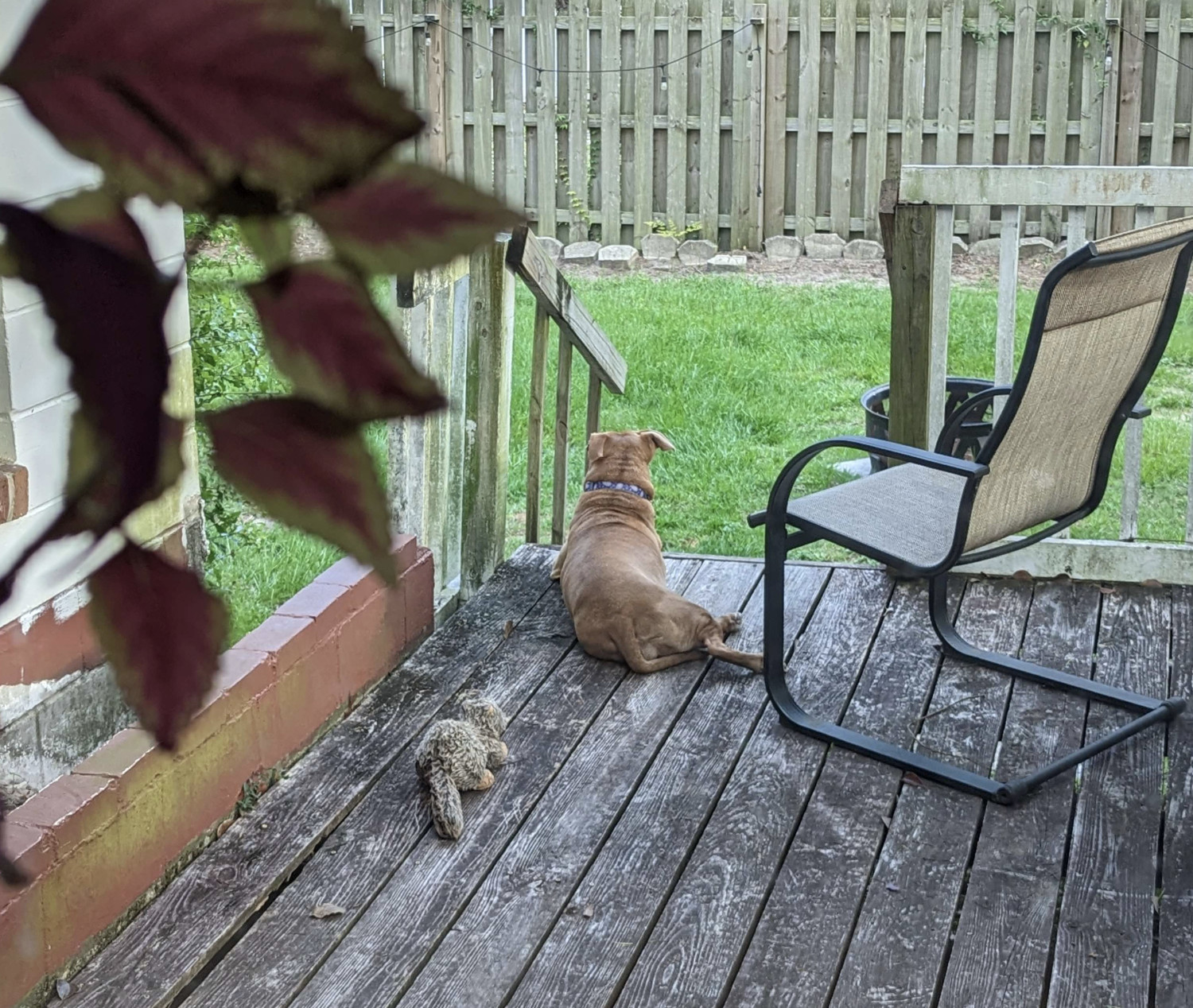 Juniper, a dog, is glimpsed through a window lying on a deck and surveying her domain. She has brought one her toys with her to do so.