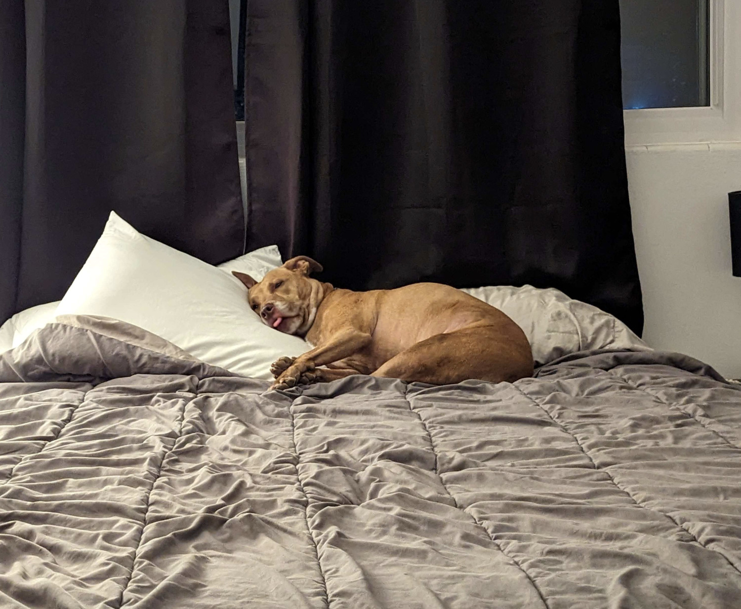 Juniper, a dog, fully arrays herself across the pillows of a guest bed and bleps with visible exhaustion.