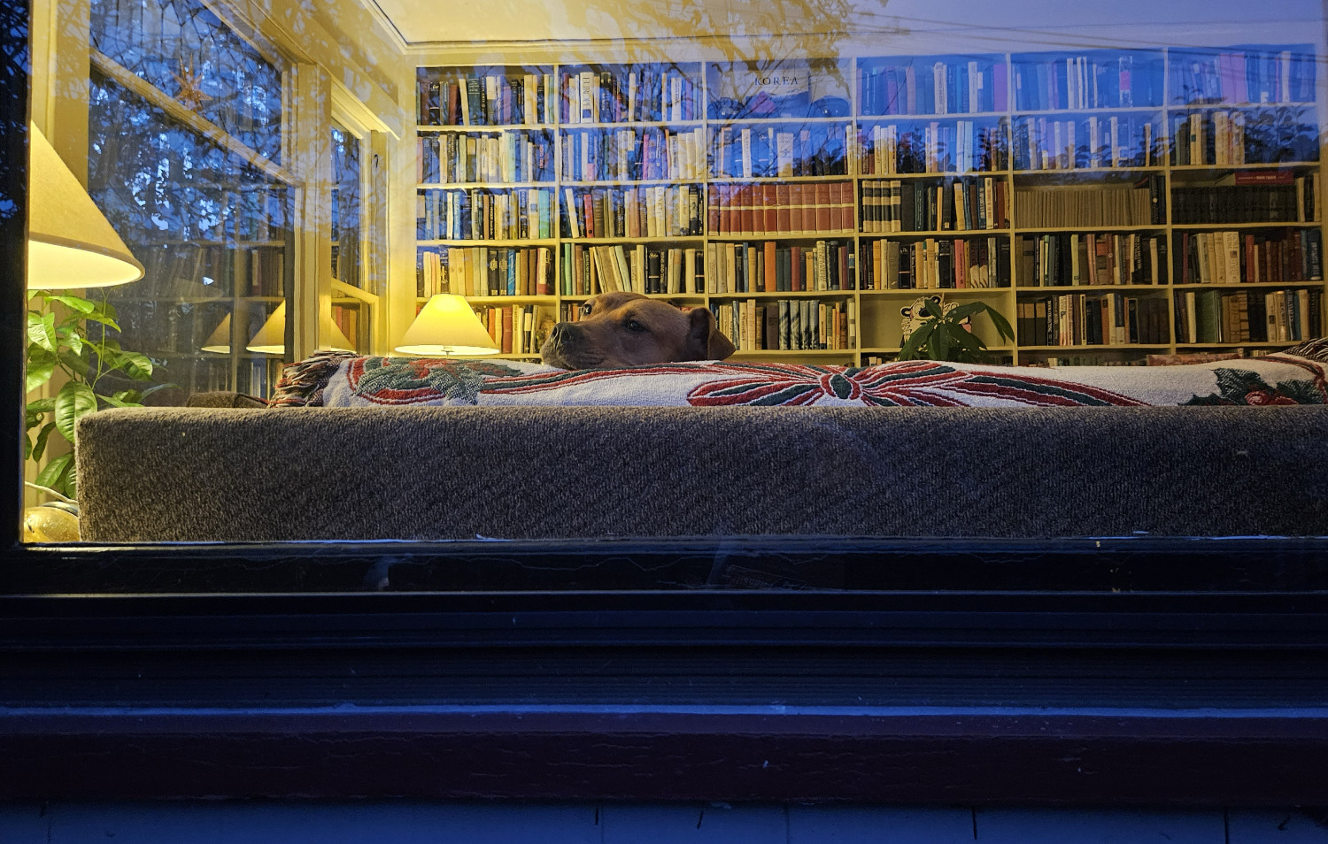 Barley, a dog, peeks over the top of a sofa to peer at the camera through a window. A floor-to-ceiling bookcase looms in the background.