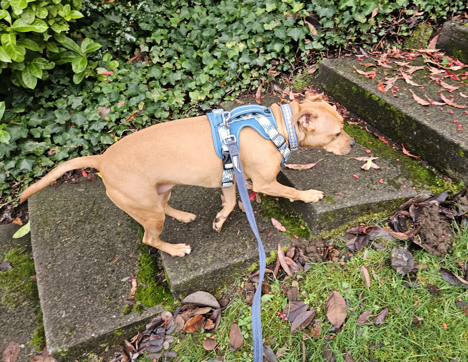 Barley, a dog, climbs up a shallow set of concrete stairs that follow a gentle curve.