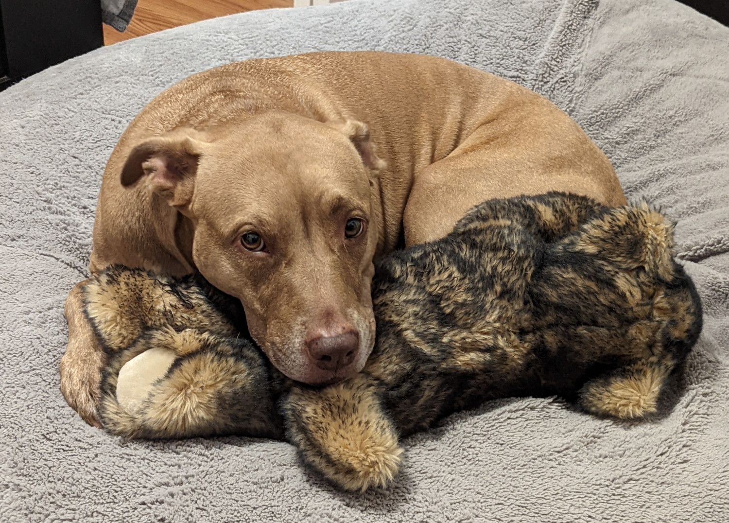 Juniper, a dog, is curled up against her husky toy, forming a smaller dog orb resting upon a larger dog bed orb.