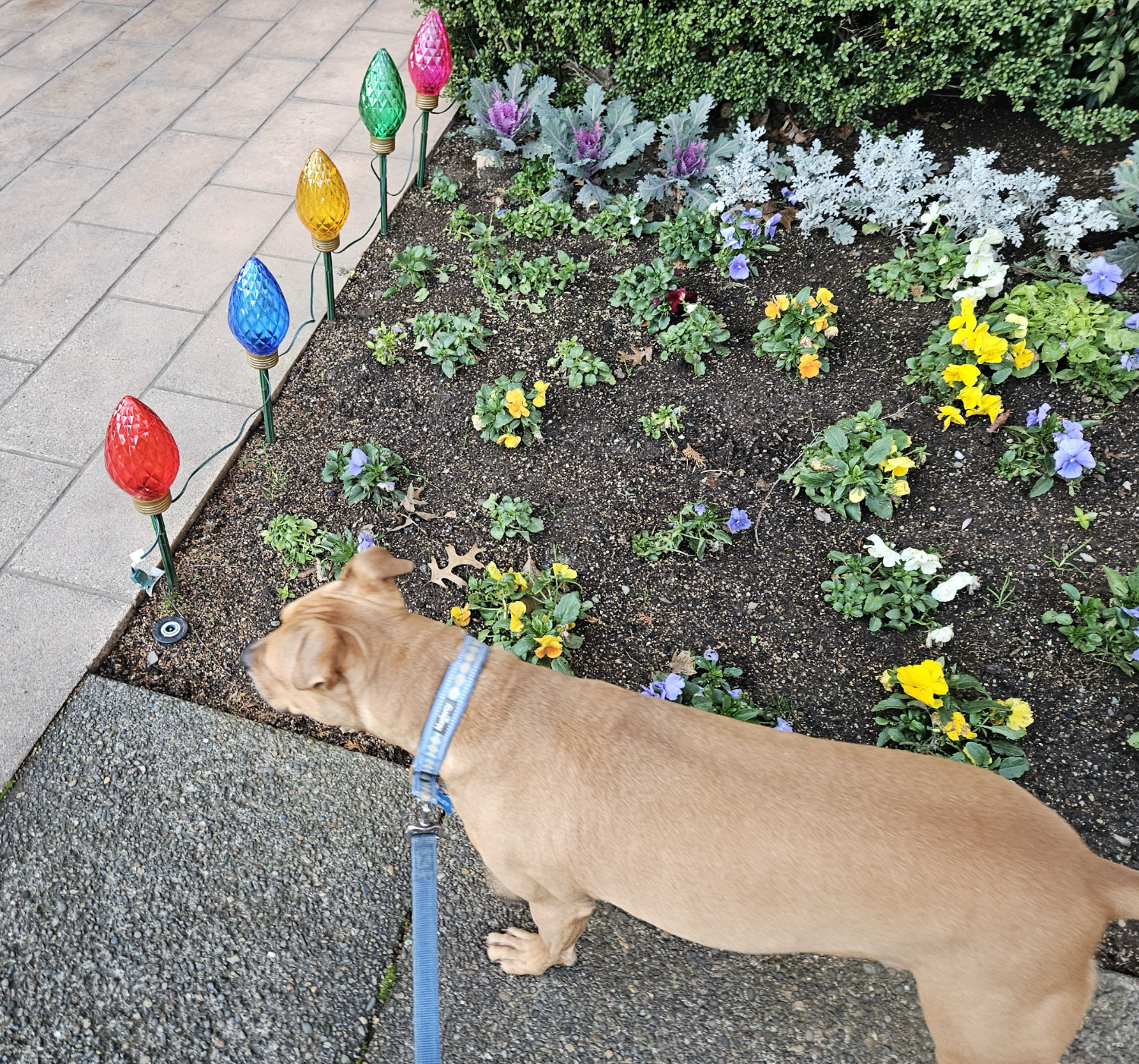 Barley, a dog, stands beside a row of oversized Xmas bulbs arrayed like flowers emerging from a flower bed.