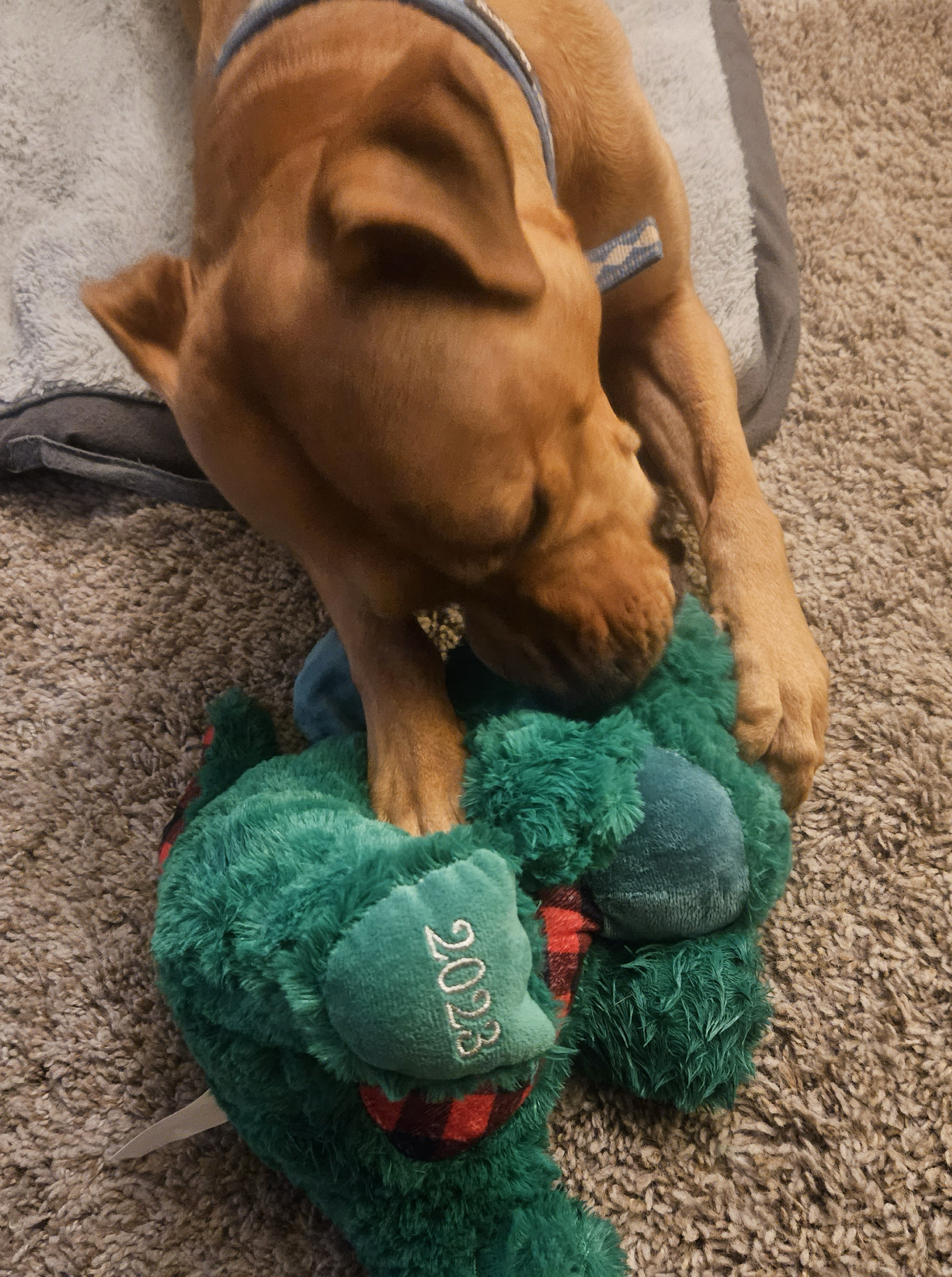 Barley, a dog, pins down a dragon toy with the year "2023" written on its foot as she chomps on its floppy horns.