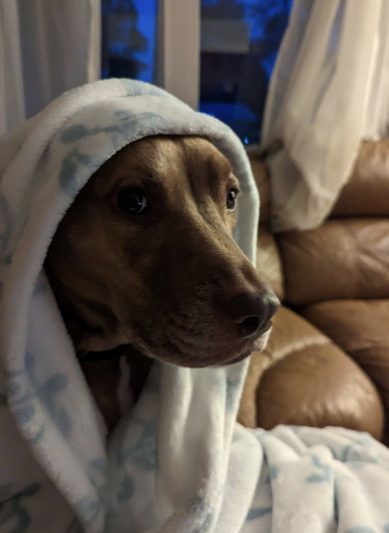 Juniper, a dog, is bundled up warm in a white-and-baby-blue snowflake-themed blankie.