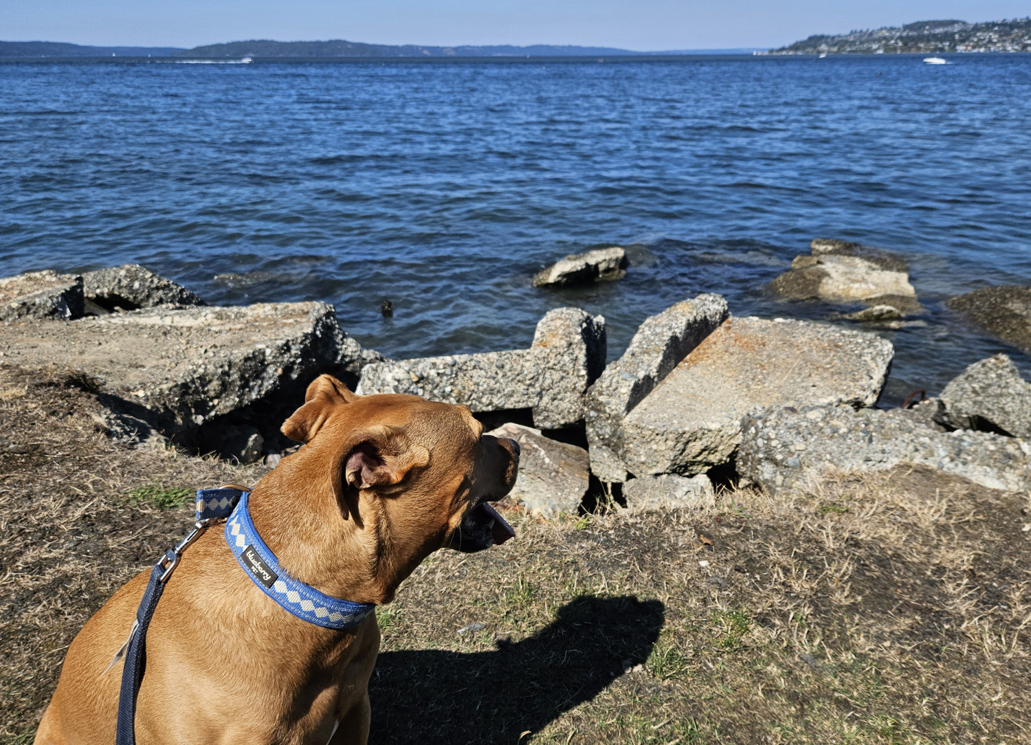 Barley, a dog, sits at the edge of a grassy precipice and looks out over a heap of broken concrete slabs and across a salt-water sound.