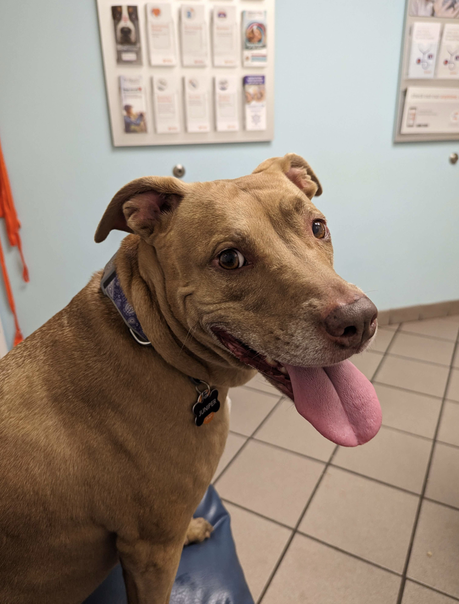 Juniper, a dog, smiles while at the vet. It's a nervous smile.