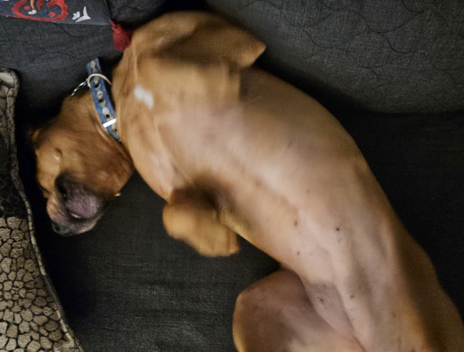 Barley, a dog, wiggles vigorously on the futon in a close-up shot, resulting in a mixture of motion blur and low-light digital grain.