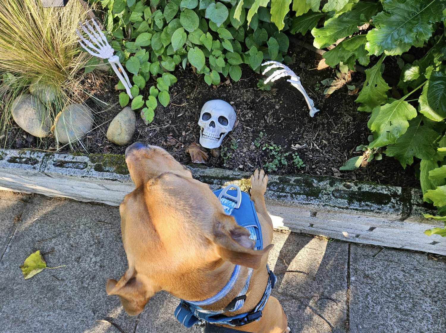 Barley, a dog, looks right past a novelty skeleton jokingly buried in a yard, long after Halloween has come and gone.