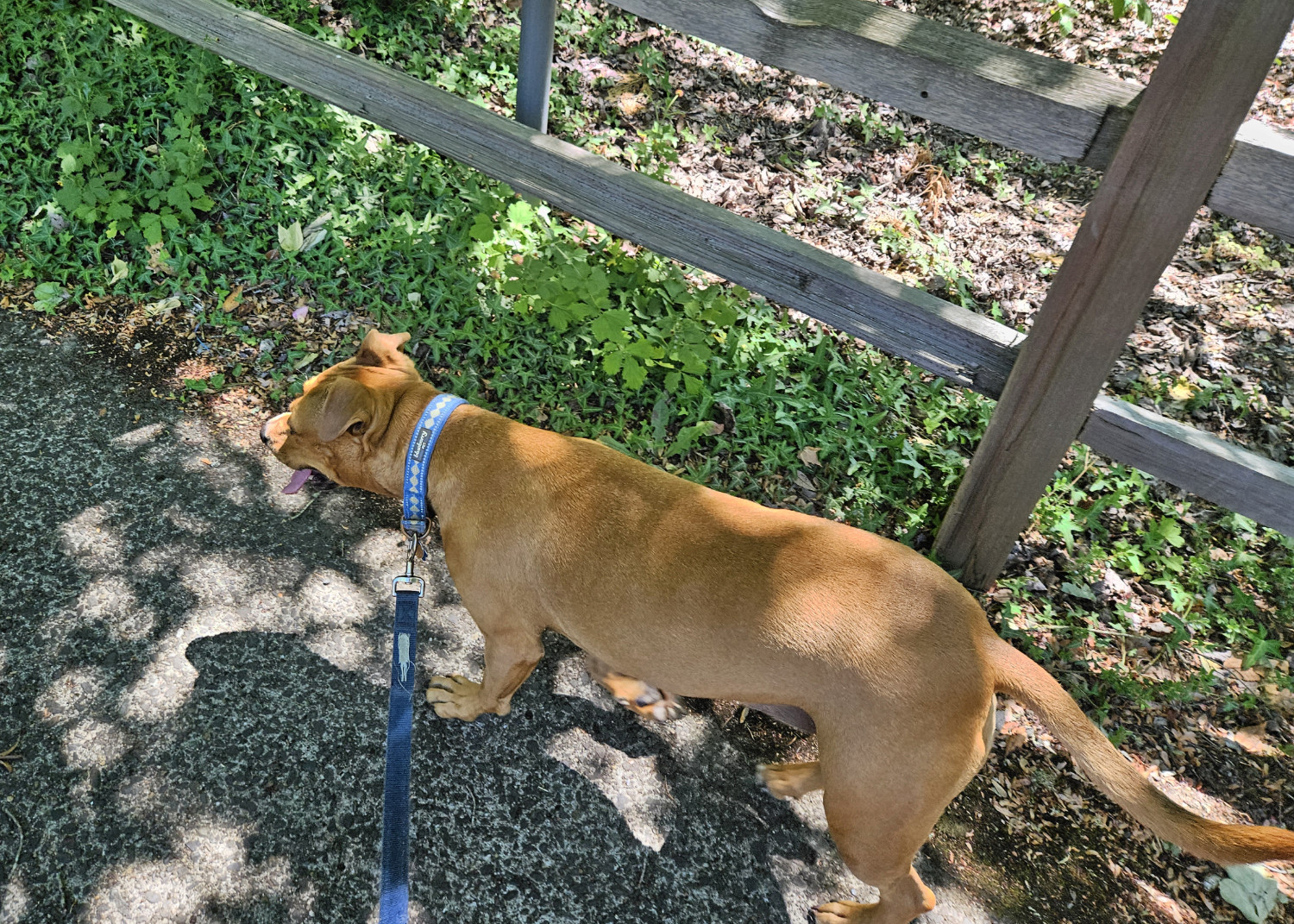 Barley, a dog, walks alongside a fence, under the partial shade of light leaf cover on a sunny day.