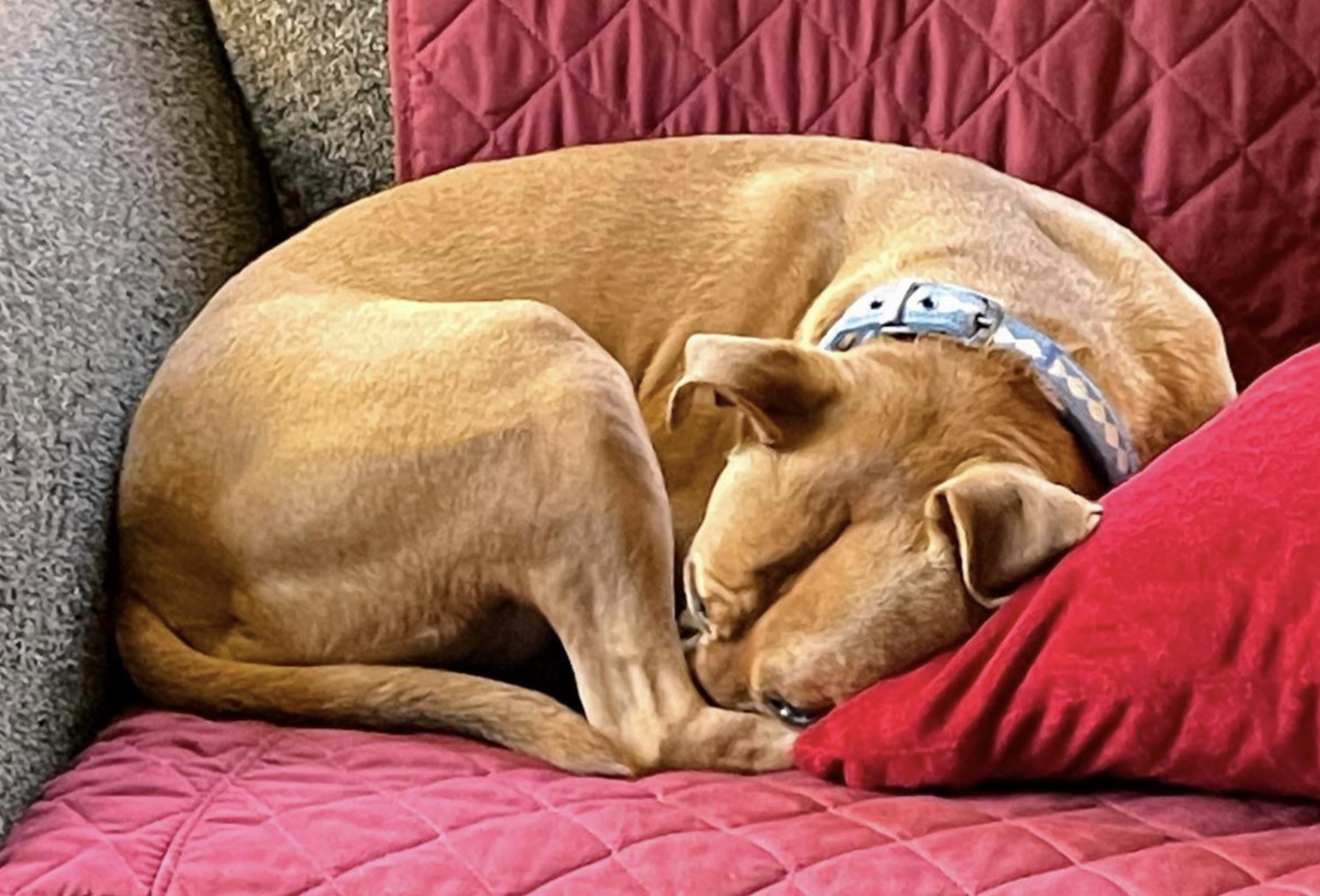 Barley, a dog, is photographed curled up into a bean. Due to excessive digital zoom, the image looks somewhat smoothed and processed compared to a crisp photograph.