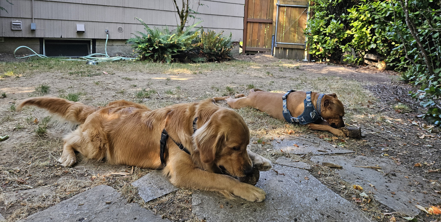 Barley, a dog, sploots in a fenced yard beside and parallel with a golden retriever. Each chews a hunk of wood enthusiastically.