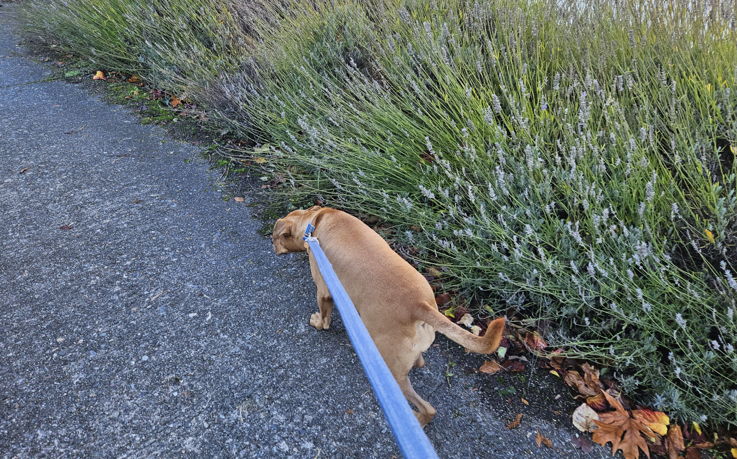 Barley, a dog, hurries past a big lavender bush.