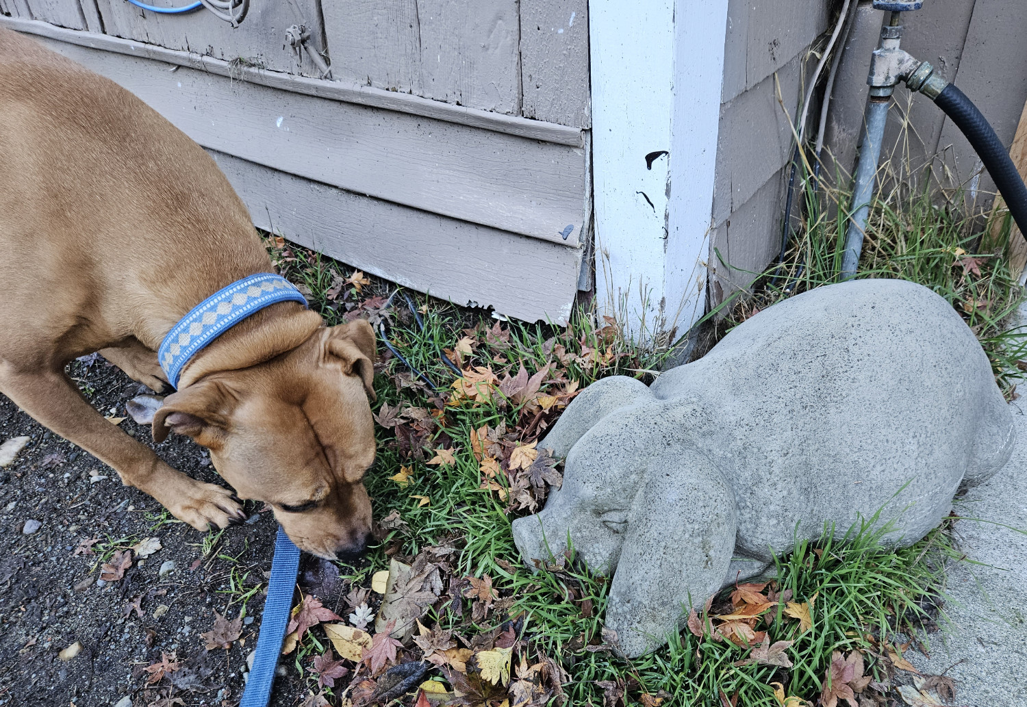 Barley, a dog, sniffs at a stone pig.