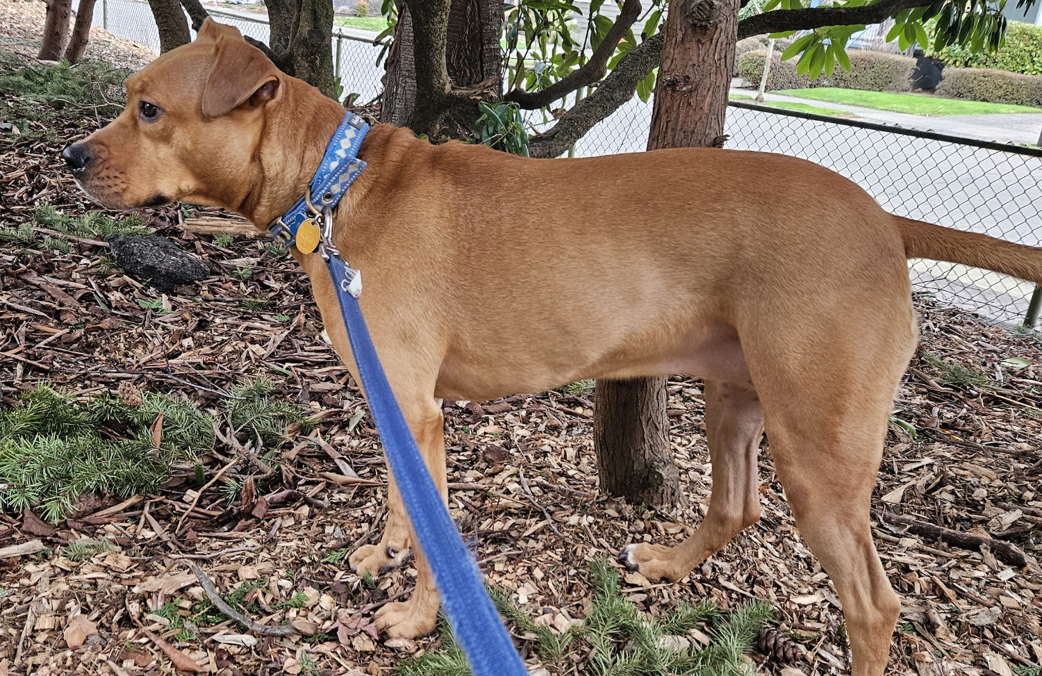 Barley, a dog, stands amid some small tree and, viewed in profile, stares off to the left.