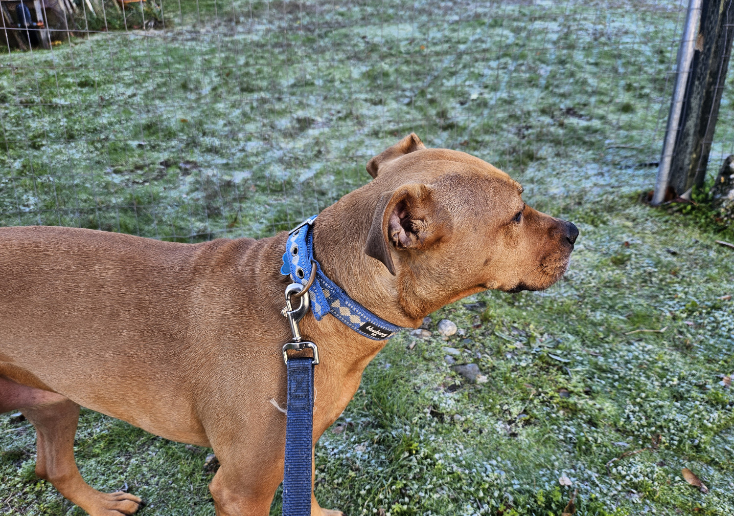 Barley, a dog, stands on a patch of mossy grass that is encrusted with patchy frost.