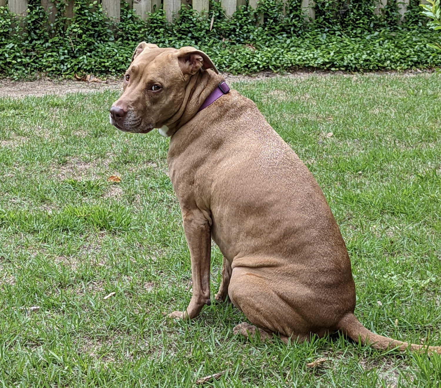 Juniper, a dog, sits on an expanse of grass and glances back at the camera over her left shoulder.