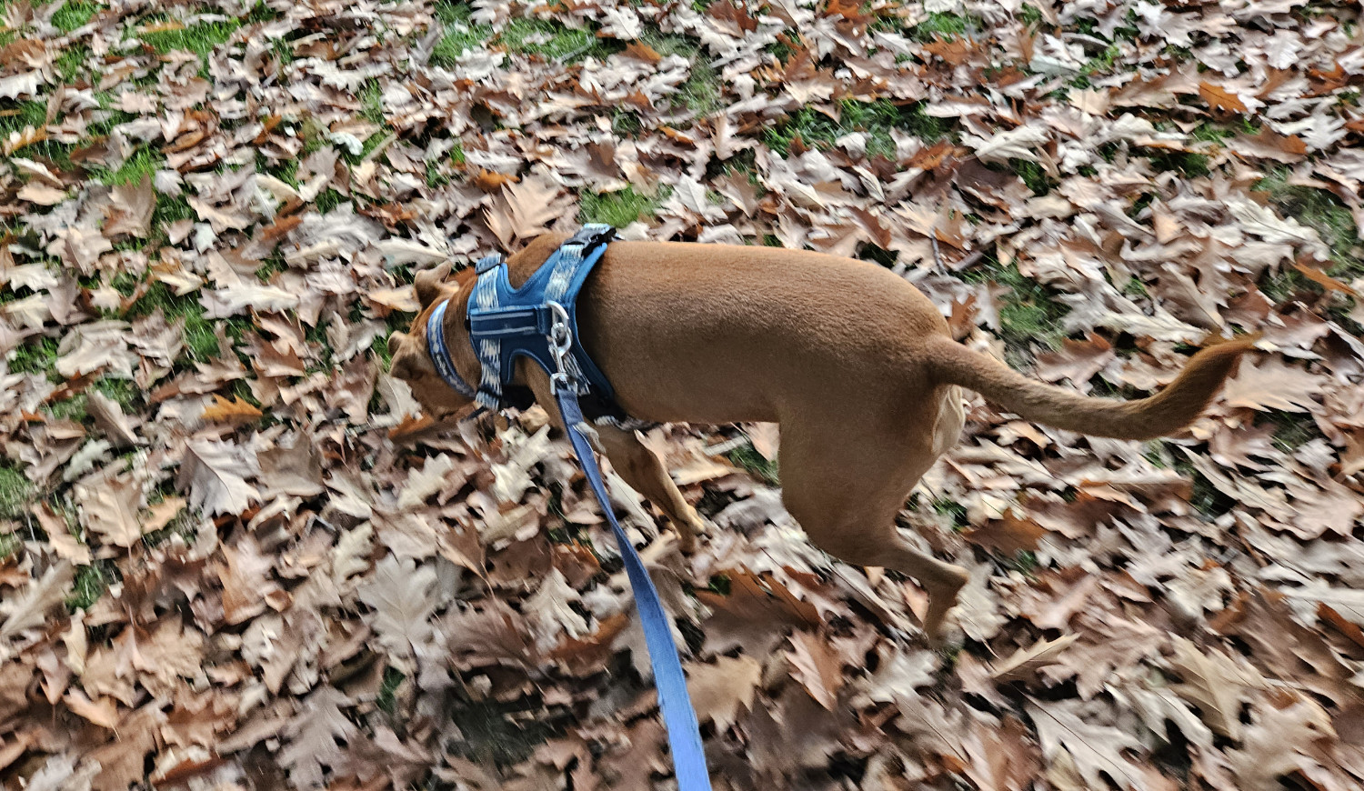 Barley, a dog, tromps enthusiastically through dry leaves on grass.