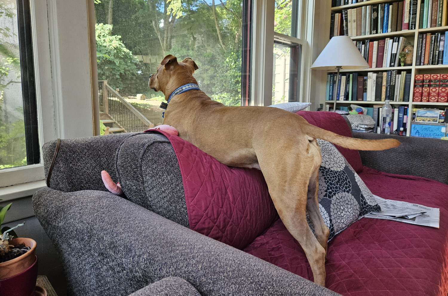 Barley, a dog, clambers atop a sofa in order to gaze excitedly out of a window at the back stairs, anticipating someone's arrival.