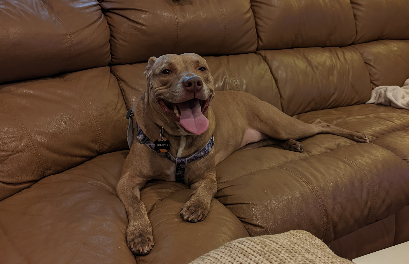 Juniper, a brown dog, is very happy on her big brown couch after getting home from a vigorous walk.