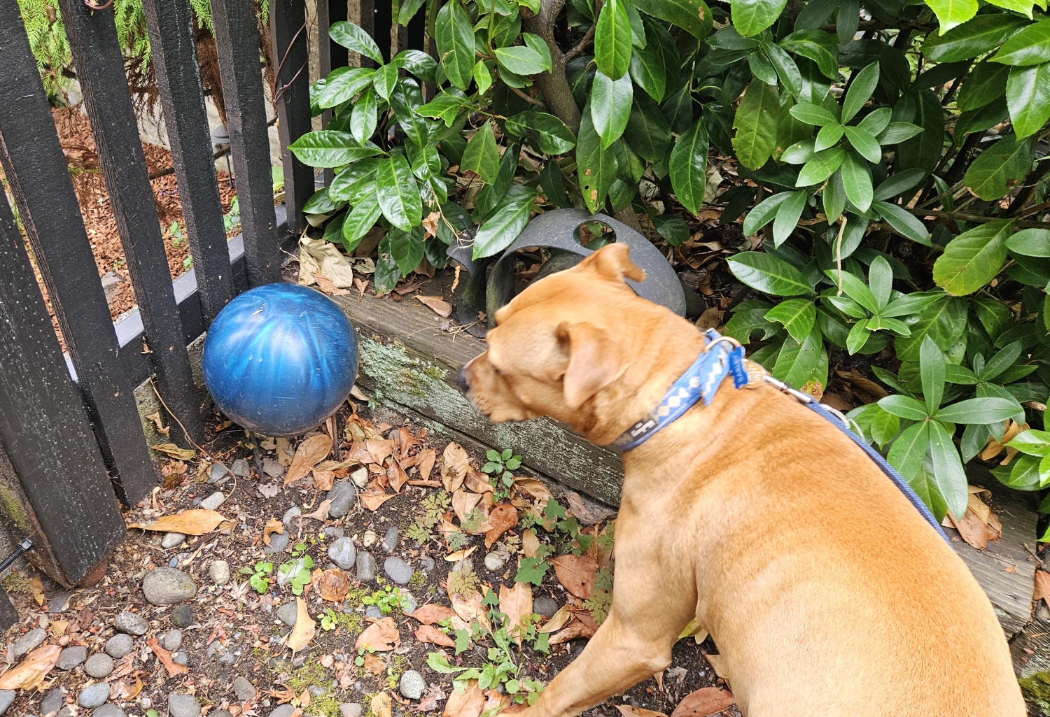 Barley, a dog, encounters a blue Yard Orb. Slight motion blur suggests that she is already moving on to other things as the photo is being taken.