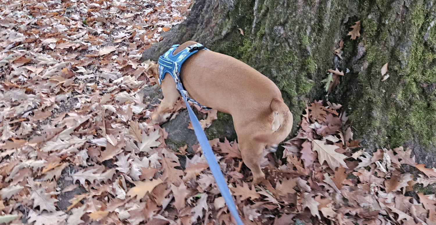 Barley, a dog, sniffs excitedly along the roots of a tree, surrounded by fallen leaves.