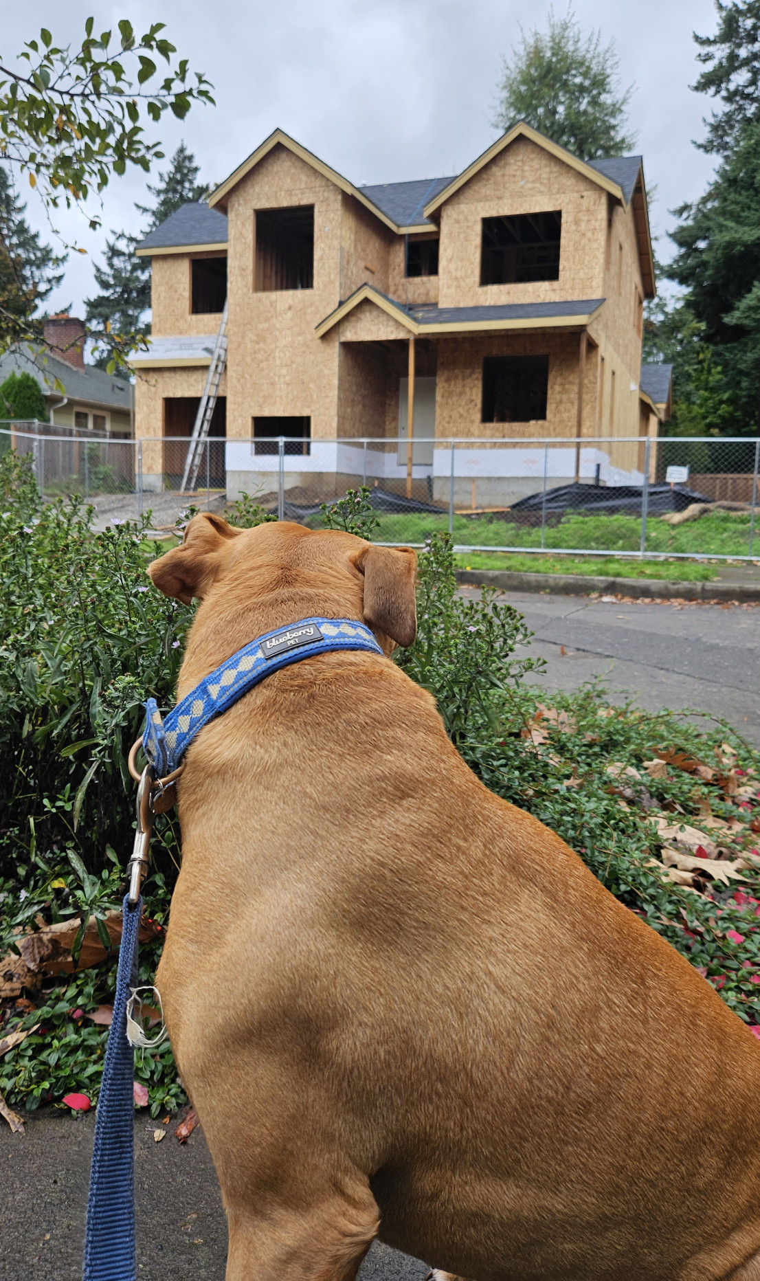 Barley, a dog, looks toward a house under construction that, aside from its roof, appears to be made entirely from particleboard.