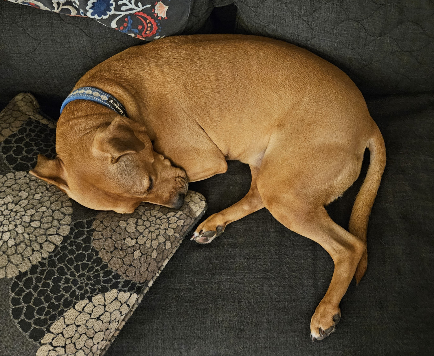 Barley, a dog, lies on a futon half-curled, her hind legs poking out from what is otherwise a pretty tight little bundle.