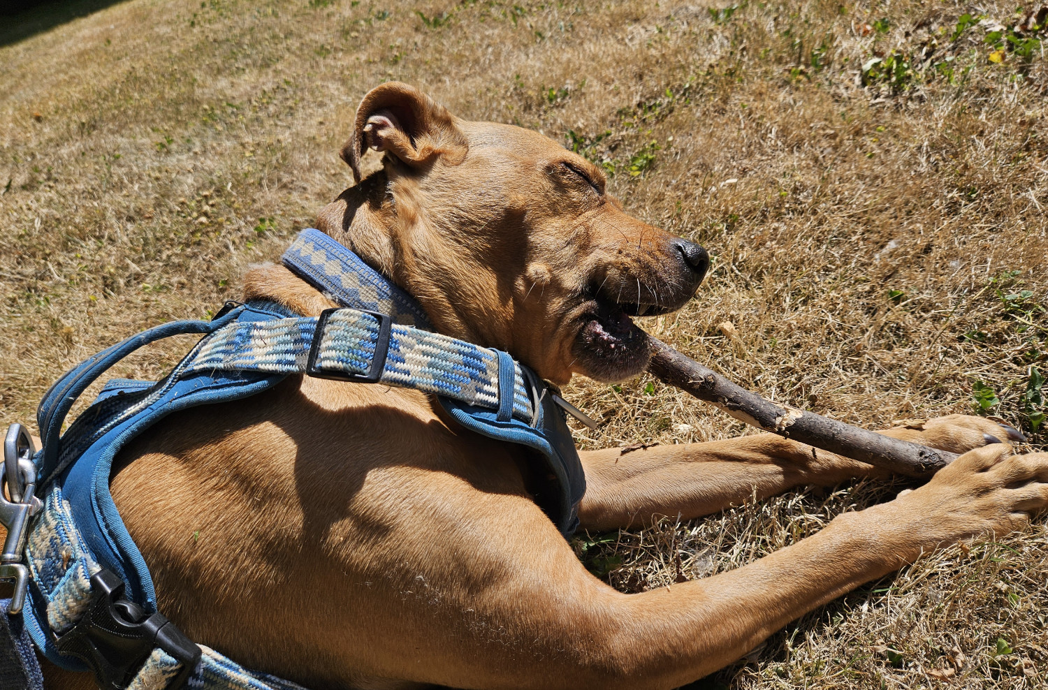 Barley, a dog, viewed in closeup as she lies on a hill of dry summer grass, chomping the heck out of a stick and seeming very satisfied as she does so.