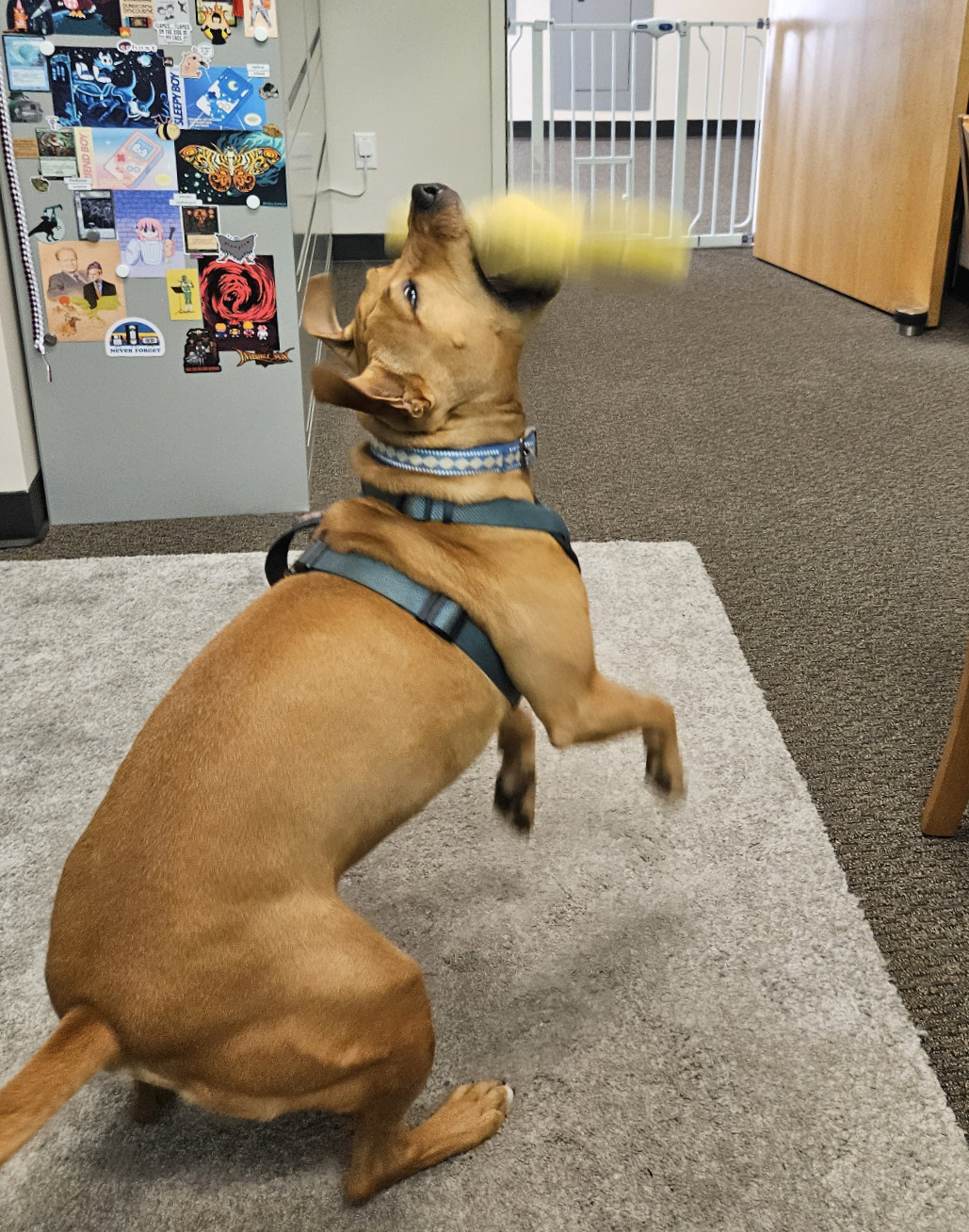 Barley, a dog, snatches a thrown toy from the air as it comes almost straight down.