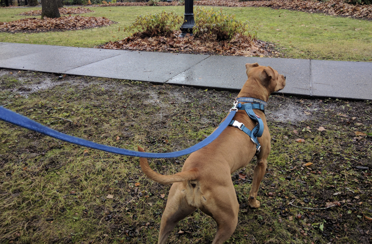 Barley, a dog, stands on wet grass. Ahead of her, all the fallen leaves have been corralled around the trunks of leaves and lampposts, as and to the edge of the grass.