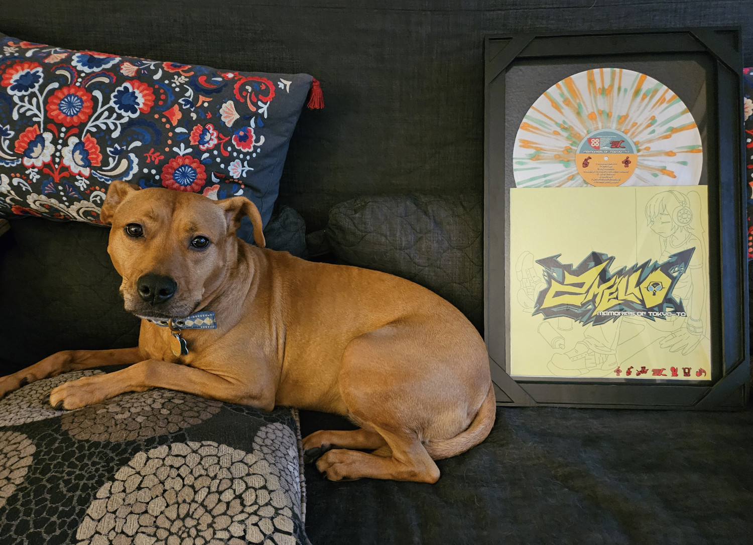 Barley, a dog, poses next to a display case containing "Memories of Tokyo-To" on vinyl, by 2 Mello.