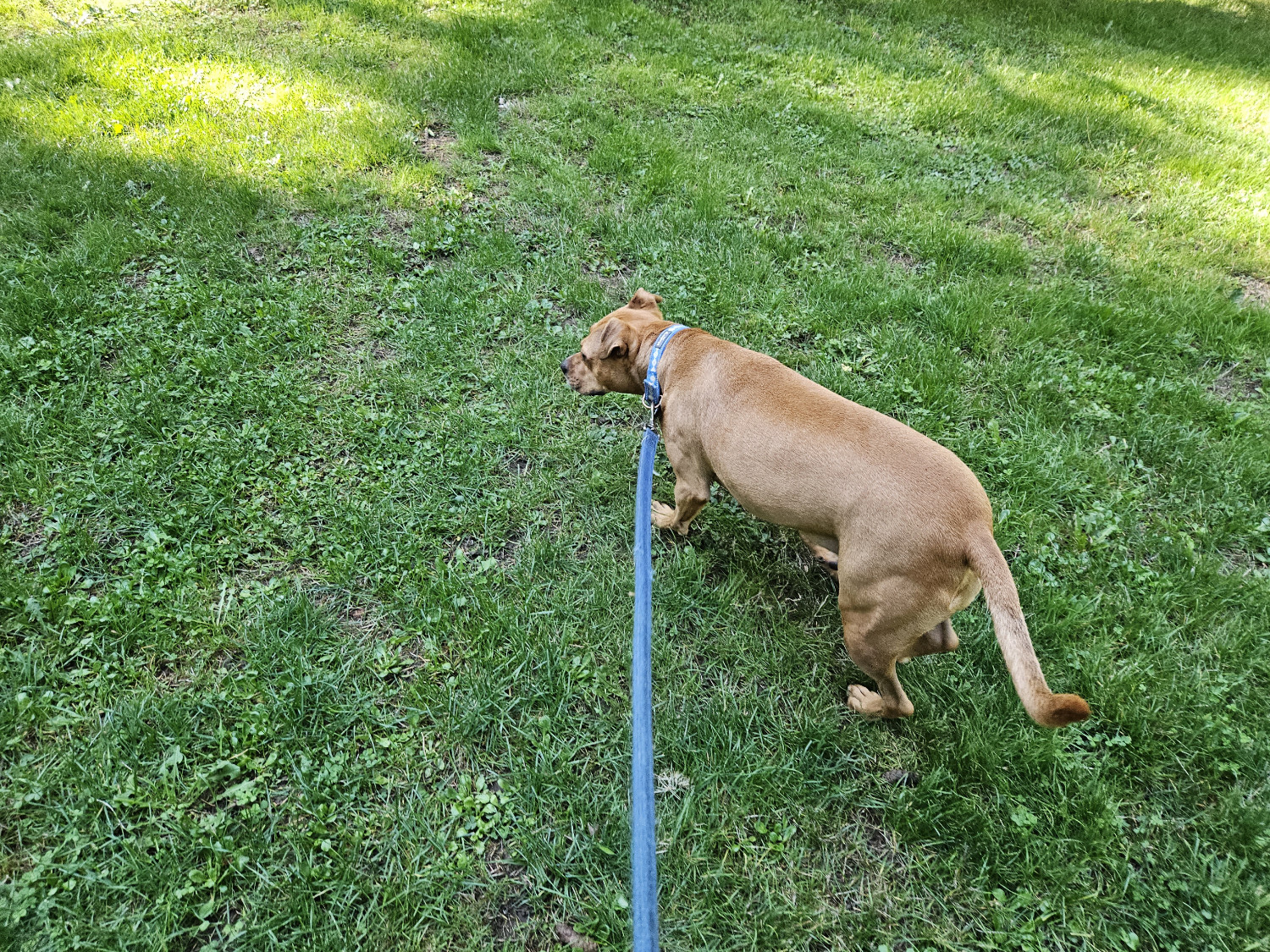 Barley, a dog, makes her way across a big green lawn.