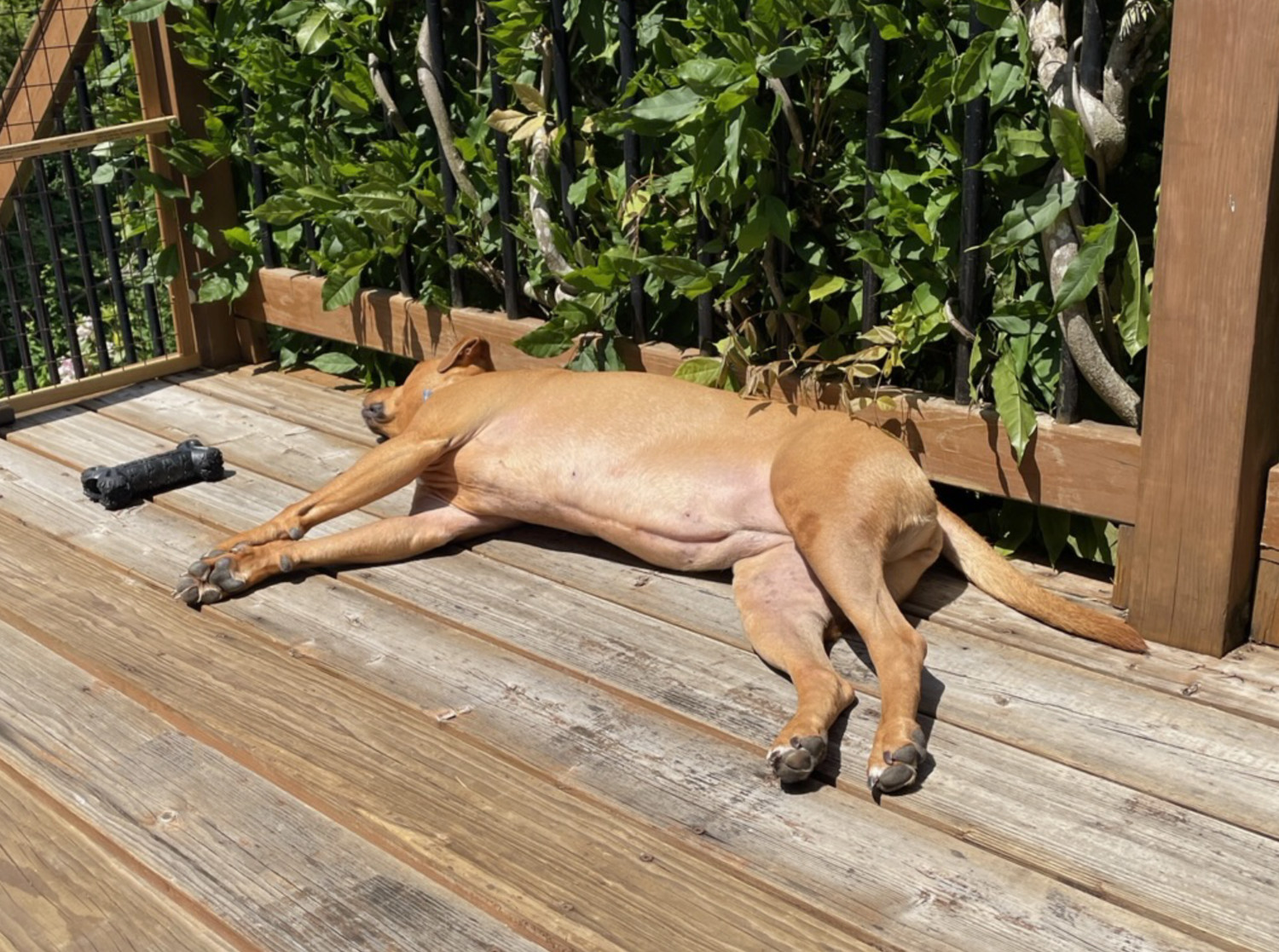 Barley, a dog, suns herself on a wooden deck next to her very favorite black rubber chew toy.