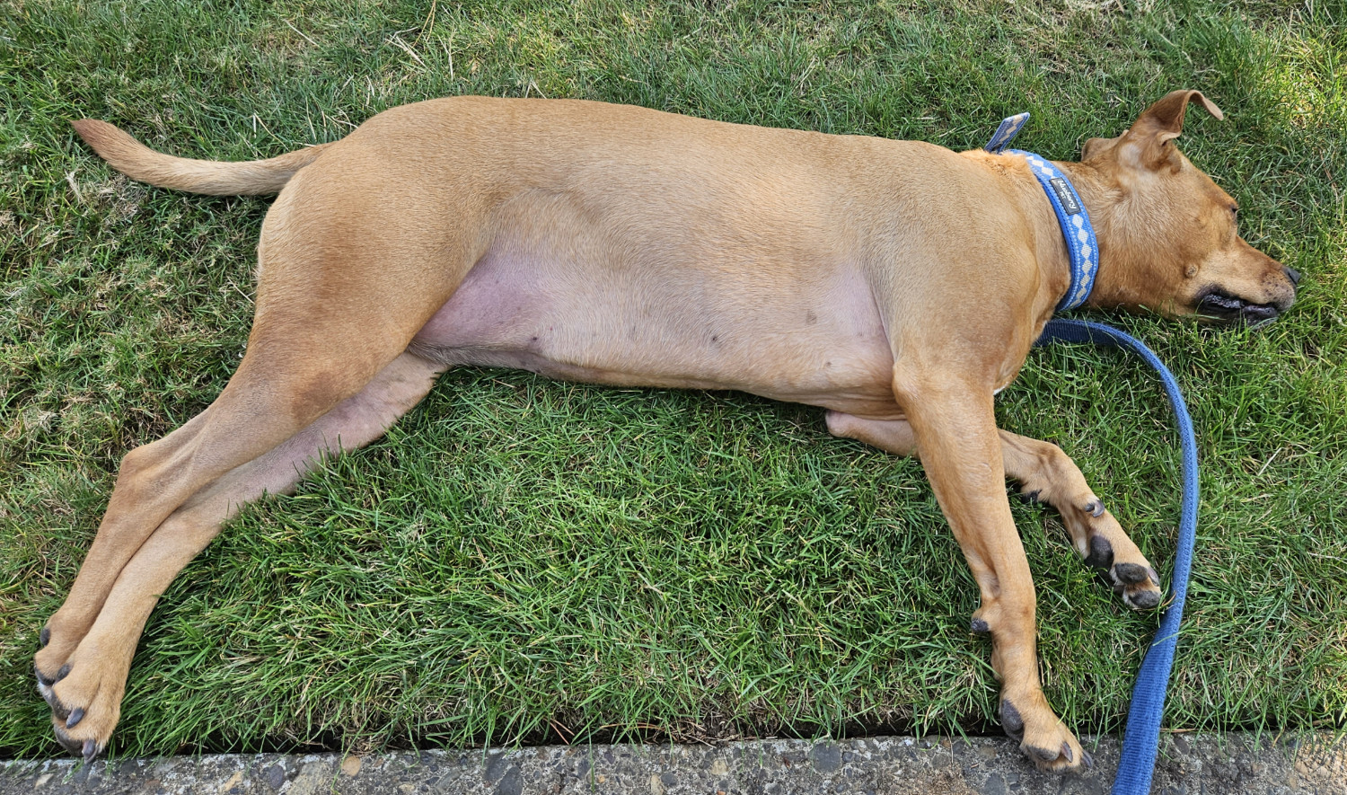 Barley, a dog, flops exhaustedly on her side, resting against a stretch of cool, shady grass.