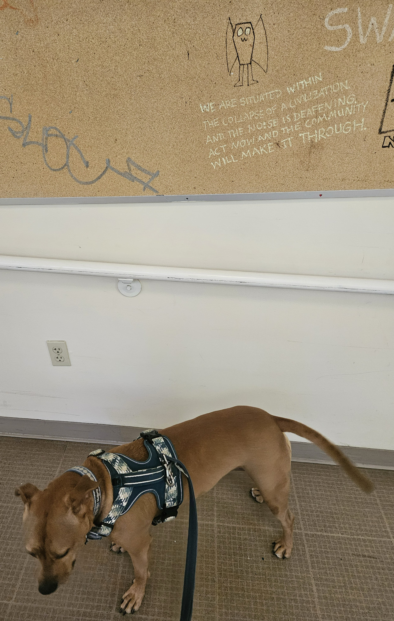 Barley, a dog, stands in a college hallway beneath a bulletin board marked with various tags. One reads, "We are situated within the collapse of a civilization and the noise is deafening. Act now and the community will make it through."