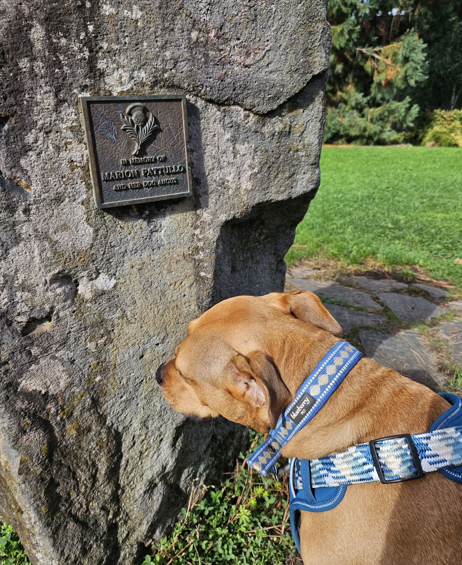 Barley, a dog, takes a break beside a drinking fountain that memorializes Marion Pattullo and her dog Angus.