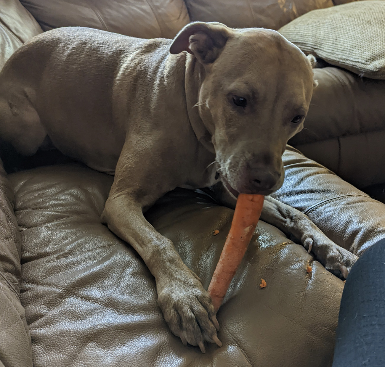 Juniper, a dog, eats a large carrot with tiny, dainty nibbles.