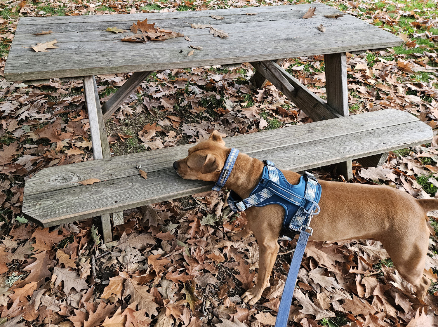 Barley, a dog, sniffs a *little too eagerly* around a picnic table.