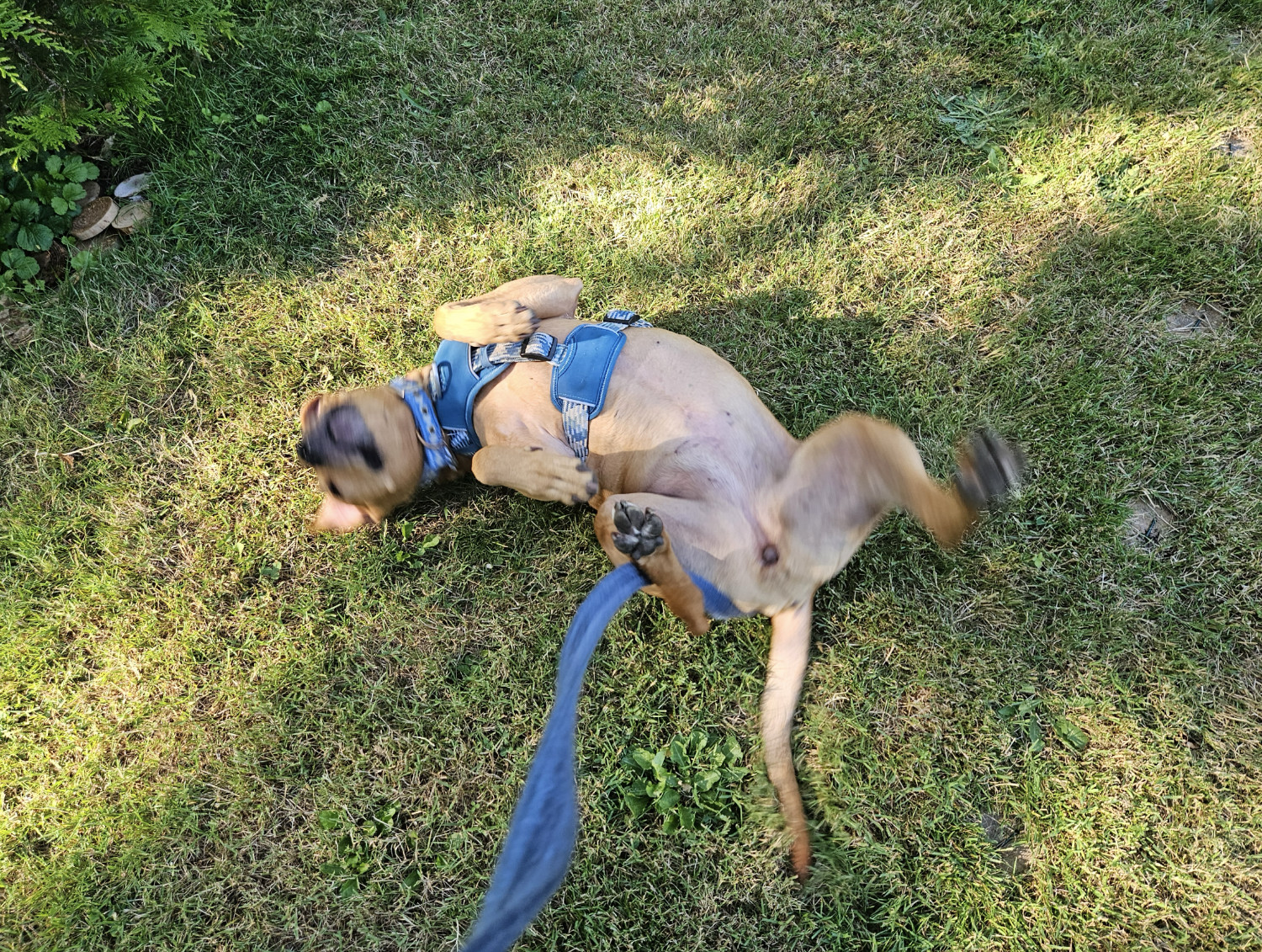 Barley, a dog, lies on her back in the grass, harness on and paws in the air as she wiggles. Motion blur reveals that she is giving an especially strong kick with her left hind foot.