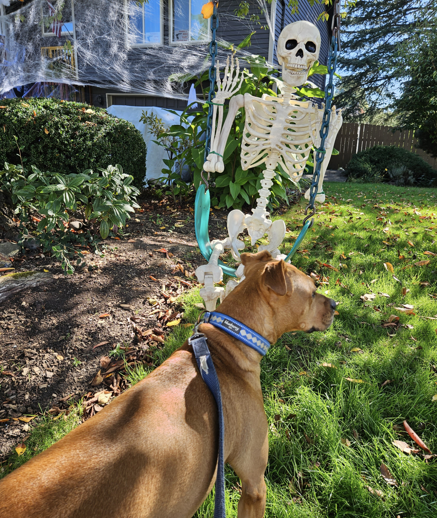 Barley, a dog, is completely oblivious to a skeleton sitting in a tree swing.