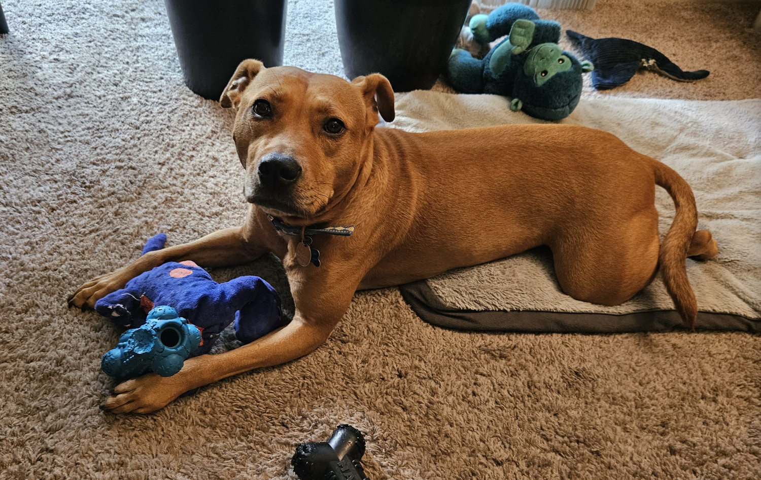 Barley, a dog, has her paws on two toys at once.