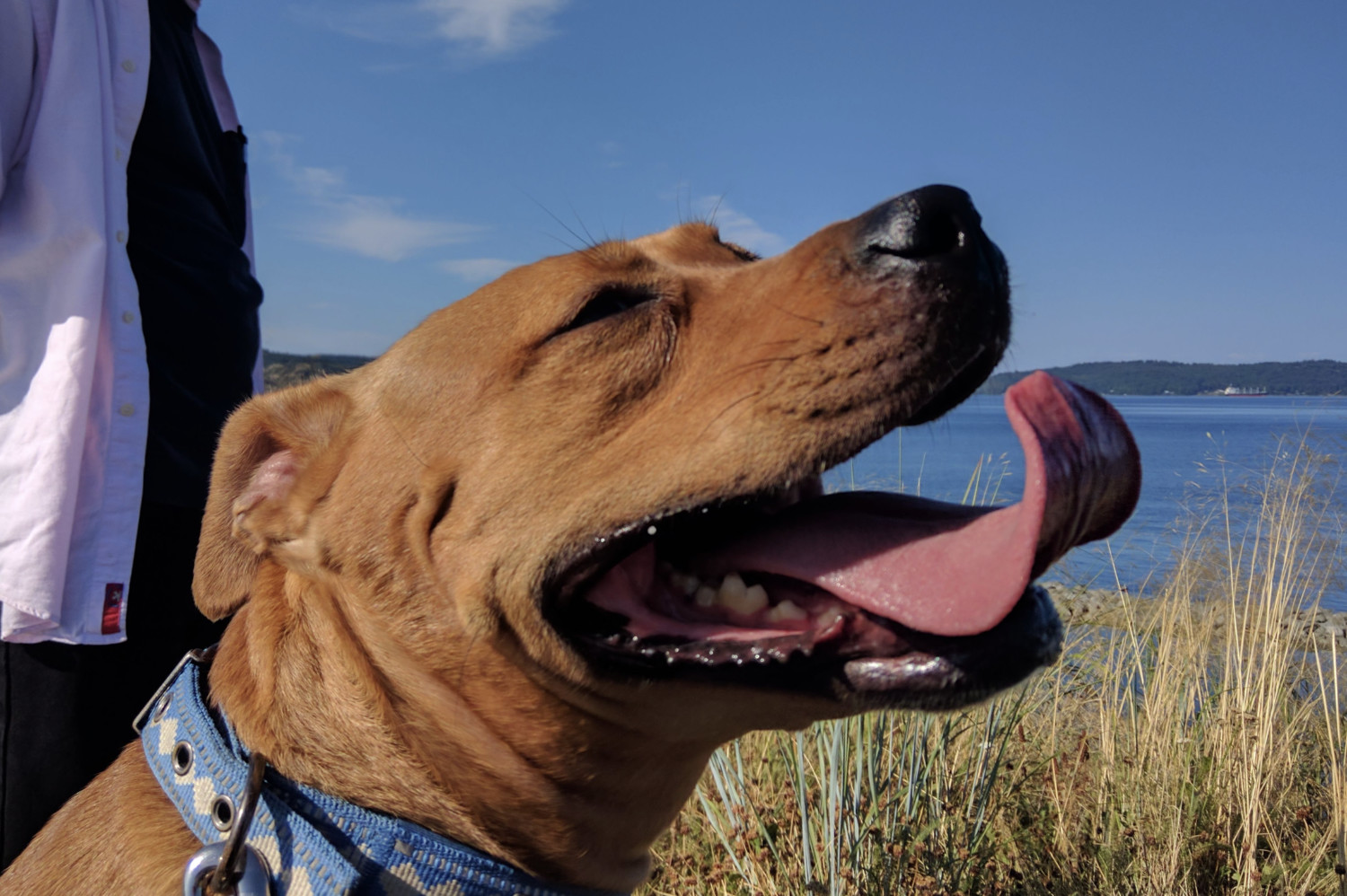 Barley, a dog, extends her prodigious tongue skyward on a bright day with clear blue skies.