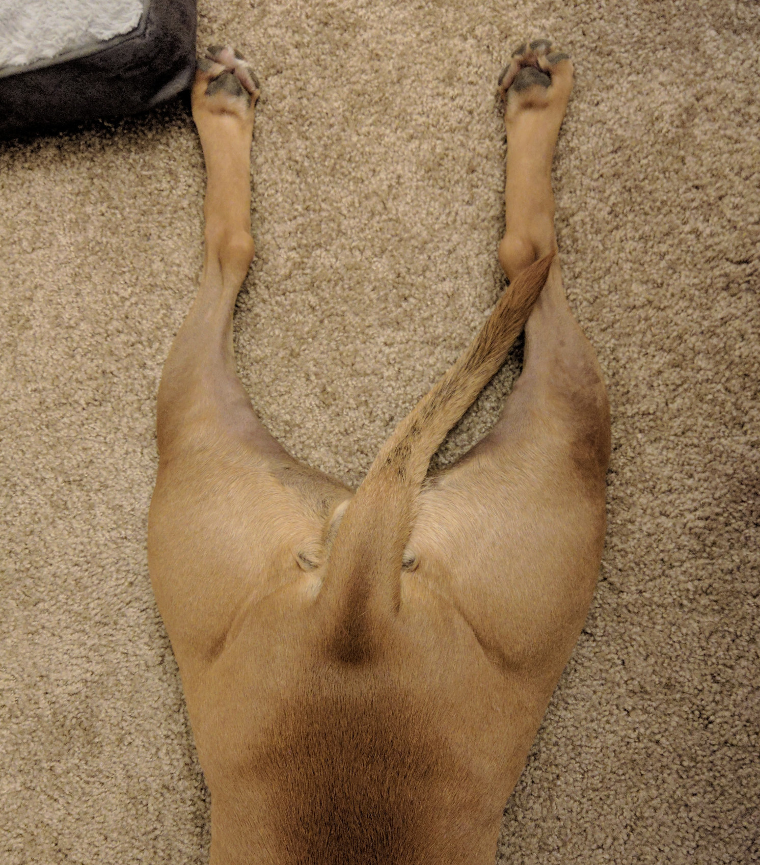 Barley, a dog, is only visible form the waist down as she lies on the floor in one of her characteristic sploots.