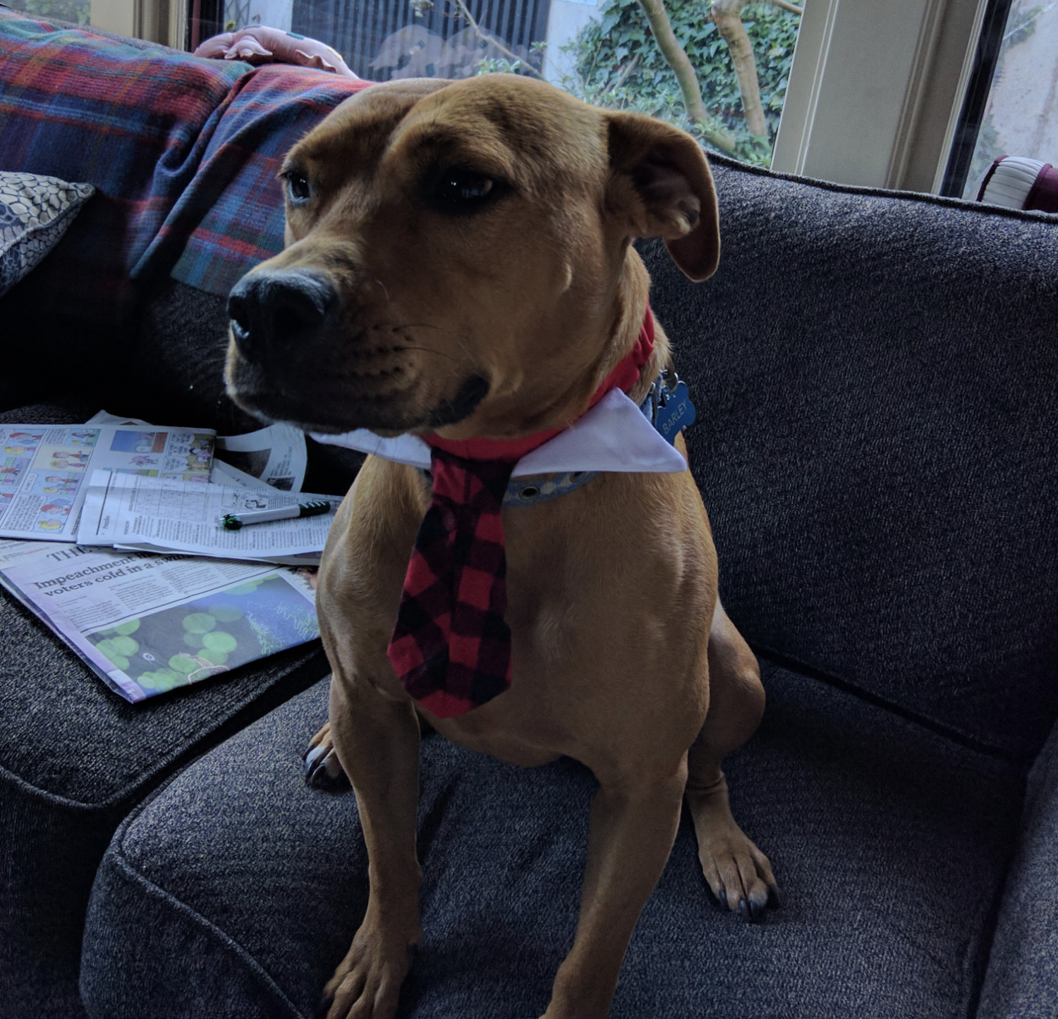 Barley, a dog, sits on a couch while wearing a novelty "tie plus shirt collar" accessory, giving her a very business-like demeanor.