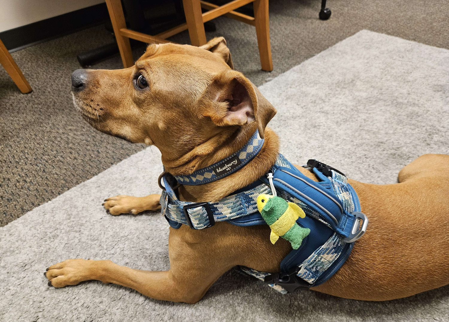 Barley, a dog, sports a fishy accessory on her brand new harness.